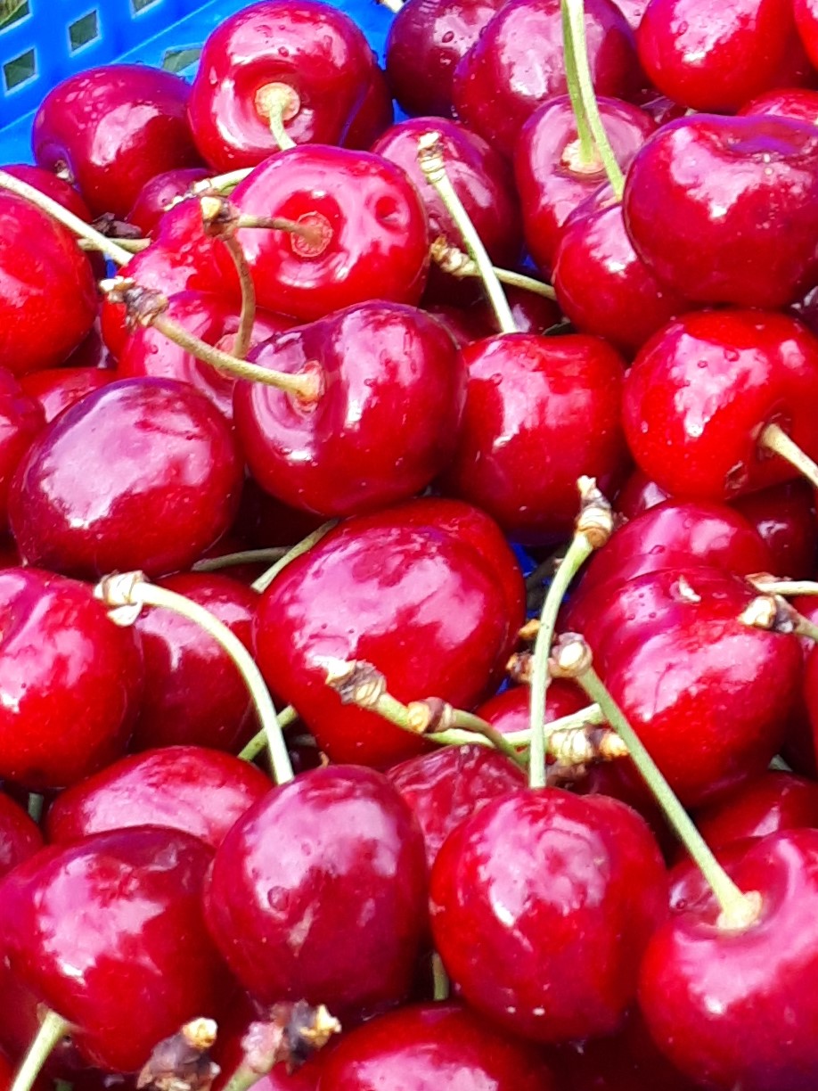 1 kg Kirschen rot-braun vom Obsthof Kunz aus Ehrenkirchen-Offnadingen